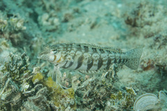 Parapercis australis