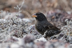 Common Cactus-Finch photo 3