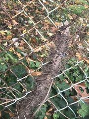 Toxicodendron radicans