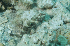 Cryptocentrus strigilliceps