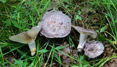 Lactarius hibbardiae