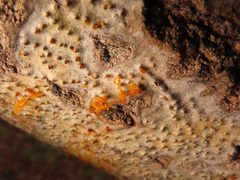 Quaternaria quaternata