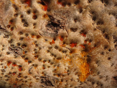 Quaternaria quaternata