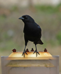 Ptiloxena atroviolacea