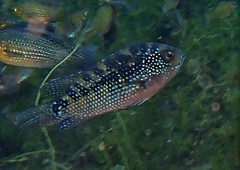 Rocio octofasciata