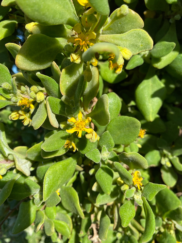 Tetragonia implexicoma (Tetragonia implexicoma)