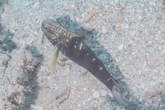 Amblygobius phalaena