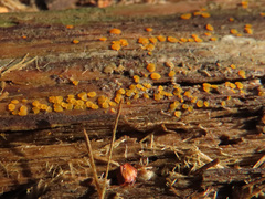 Orbilia xanthostigma