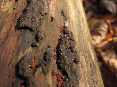 Polydesmia pruinosa