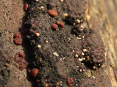 Polydesmia pruinosa