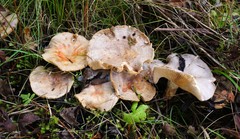 Lactarius fumosus