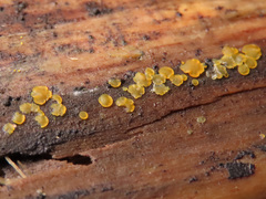 Orbilia xanthostigma