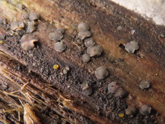Tapesia fusca