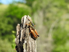 Brachystola behrensii