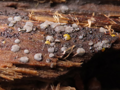 Tapesia fusca