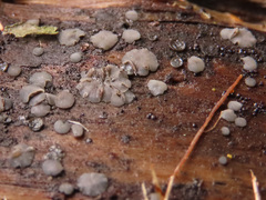 Tapesia fusca