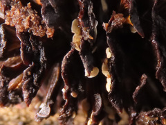 Calycellina alniella