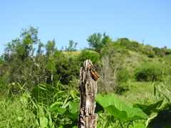 Brachystola behrensii