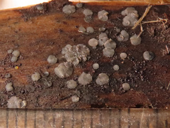 Tapesia fusca