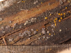 Tapesia fusca