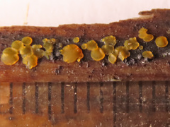 Orbilia xanthostigma