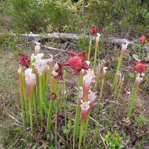 white pitcher plant