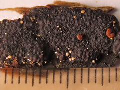 Polydesmia pruinosa