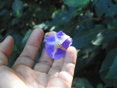 Ipomoea meyeri