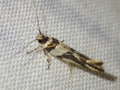 Macrobathra desmotoma