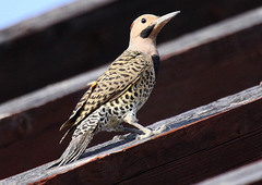 Colaptes auratus chrysocaulosus