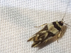 Macrobathra desmotoma