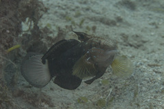 Amblygobius phalaena