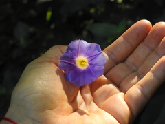 Ipomoea meyeri