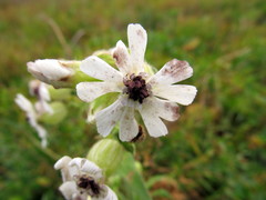 Microbotryum lychnidis-dioicae