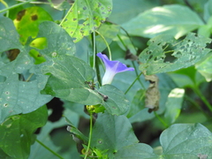 Ipomoea meyeri