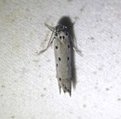 Ethmia heptasema