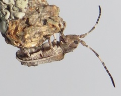 Ecyroschema favosum