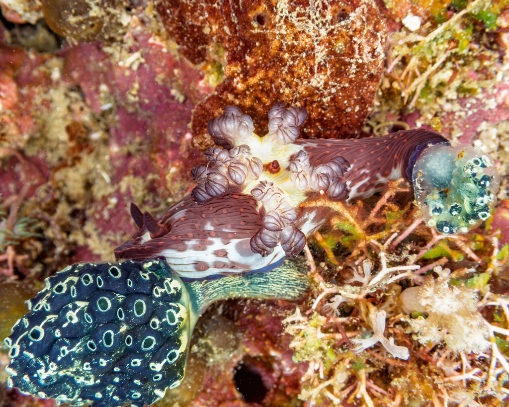 Nembrotha mullineri
