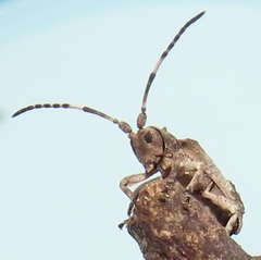 Ecyroschema favosum