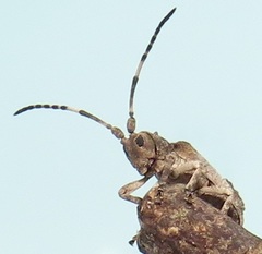 Ecyroschema favosum