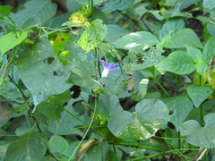 Ipomoea meyeri