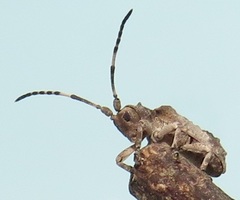 Ecyroschema favosum