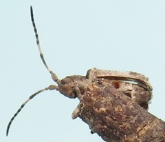 Ecyroschema favosum