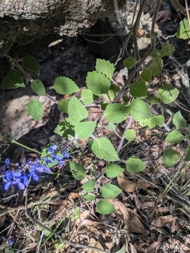 Coleus habrophyllus, photograph 2