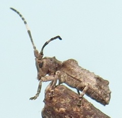 Ecyroschema favosum