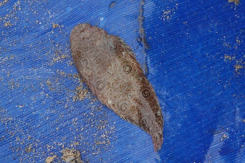 Eyespot sole (Heteromycteris oculus) — Soleidae — 2