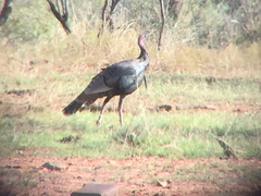 Meleagris gallopavo intermedia