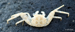 Grapsus longitarsis