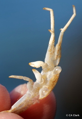 Grapsus longitarsis