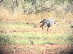 Meleagris gallopavo intermedia